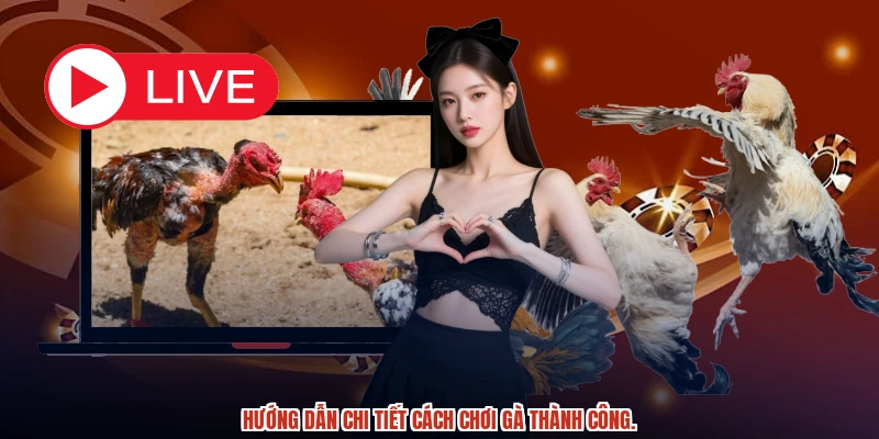 Hướng dẫn chi tiết cách chơi gà thành công. Hướng dẫn chi tiết cách chơi gà thành công.