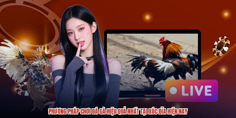 Phương Pháp Chơi Đá Gà Hiệu Quả Nhất Tại XÓC ĐĨA Hiện Nay
