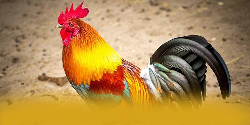 Phương thức giao dịch nhanh chóng và an toàn tại BET88 Phương thức giao dịch nhanh chóng và an toàn tại BET88
