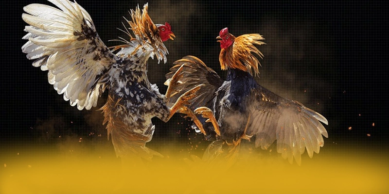 Nhận xét từ cộng đồng người chơi về BET88 Nhận xét từ cộng đồng người chơi về BET88